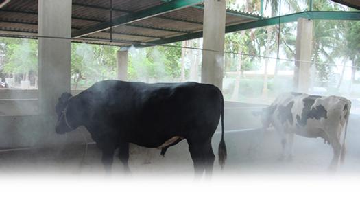 大型养殖场专业喷雾消毒