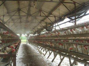 鸡场喷雾消毒设备