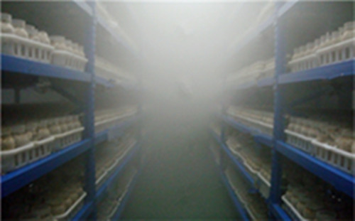 江苏盐城食用菌雾化加湿工程